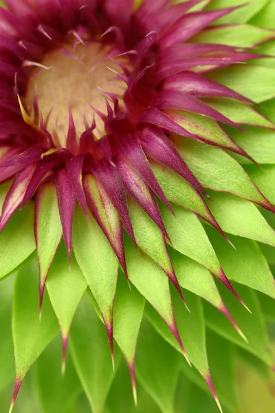 Mléka thistle květina makro pozadí — Stock fotografie