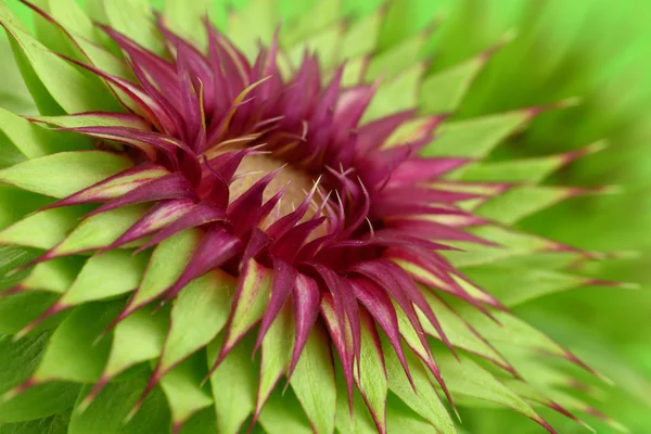 Mléka thistle květina makro pozadí — Stock fotografie