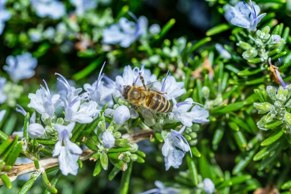 Bee on blue flowers background — Stock Photo, Image
