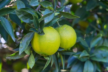 Portakal ağacı dalı ile erken meyve closeup.