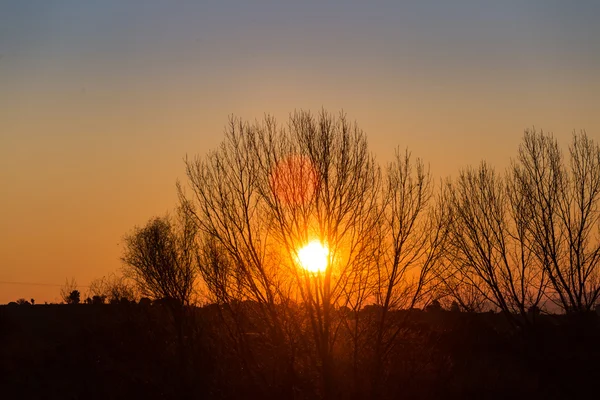 Sol detrás de siluetas oscuras de árboles, con cielo de color naranja —  Fotos de Stock