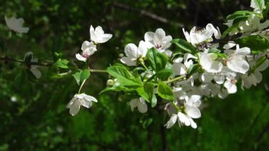 Taze beyaz çiçekler ve rüzgarda hareket eden parlak yeşil yapraklarla süslenmiş elma ağacı dalı, canlı yeşil bir zemin üzerine kurulmuş, yenilenmeyi, büyümeyi ve bahar doğasının güzelliğini simgeliyor..