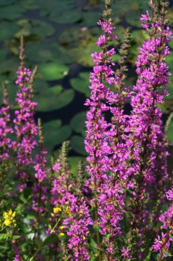 Lythrum salicaria, Lythraceae familyasından bir bitki türü. Primulaceae familyasından diğer bitkiler ile karıştırılmamalıdır. Diğer isimler arasında çivili gevşeklik de var