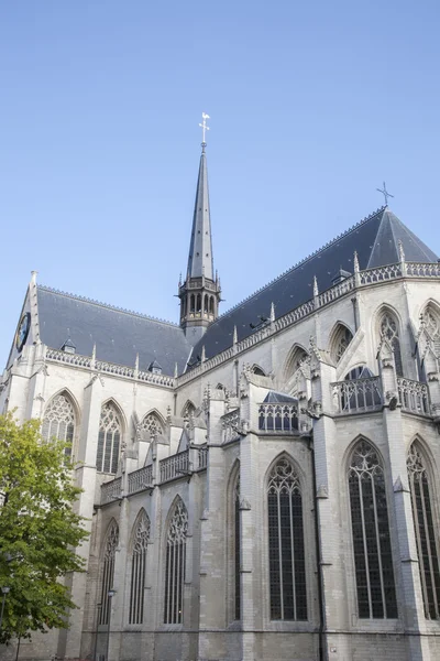 St Peters Kościoła; Leuven — Zdjęcie stockowe