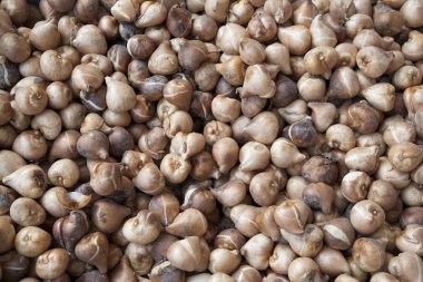 Tulip bollen achtergrond