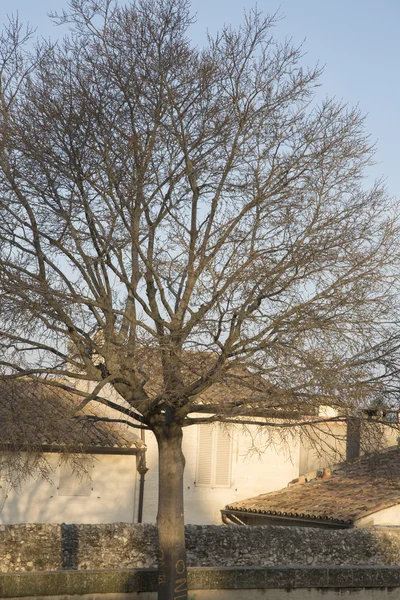 Zima Drzewo na Avignon Palais des Papes placu — Zdjęcie stockowe