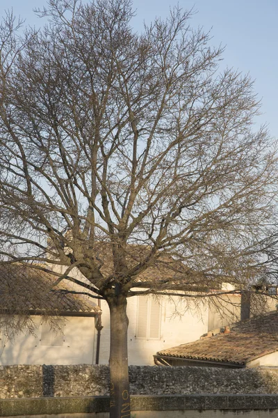 Árbol de invierno en el Palais des Papes Square, Aviñón —  Fotos de Stock