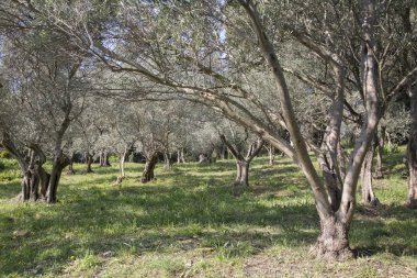 Alandaki zeytin ağaçları