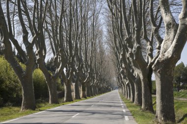 Cavaillon yakınındaki ağaç sırada yol