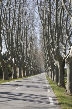 Cavaillon yakınındaki ağaç sırada yol