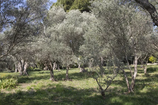 Alandaki zeytin ağaçları — Stok fotoğraf