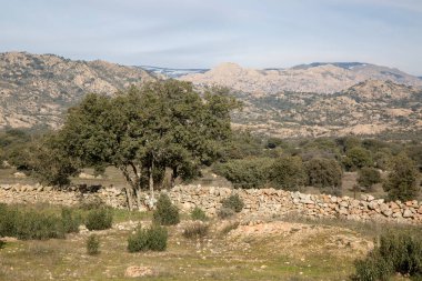 Guadarrama Ulusal Parkı 'ndaki Ağaçlar ve Taş Duvarlar; Madrid; İspanya