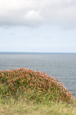 Loredo 'daki Heather; Santander; Cantabria; İspanya