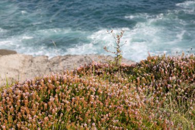 Loredo 'da Heather ve Sea; Santander; Cantabria; İspanya