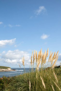 Wild Grass ve Santa Marina Adası, Loredo Cliff; Santander; Cantabria; İspanya