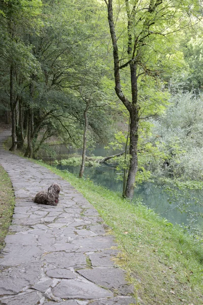 Footpath Dog Birthplace Ebro River Fontibre Reinosa Cantabria Espanha — Fotografia de Stock