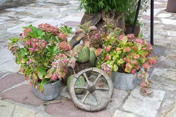 Carrello Ruota Piante Zucche — Foto Stock