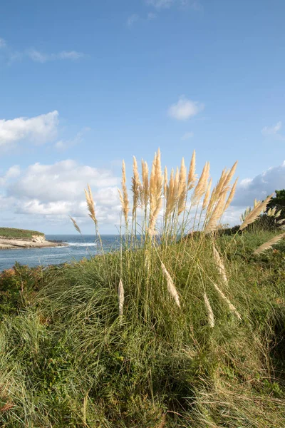 Pulau Santa Marina Dan Grass Jurang Loredo Santander Cantabria Spanyol — Stok Foto