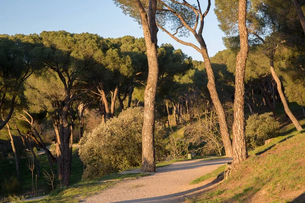 Pine Trees Path Dehesa Villa Park Madrid Spagna — Foto Stock