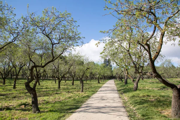 Quinta Los Molinos Park Taki Badem Ağaçları Madrid Spanya — Stok fotoğraf