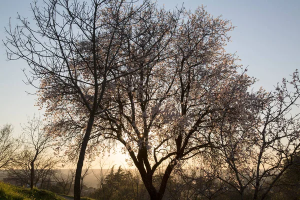 Backlight Almond Tree Blossom Dehesa Villa Park Madrid Spain — Stock Photo, Image