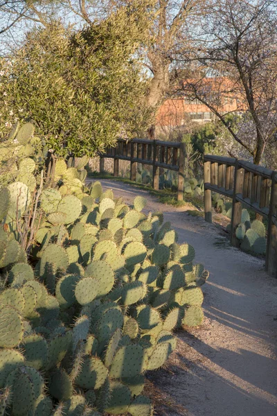 Kaktüs Yol Dehesa Villa Parkı Madrid Spanya — Stok fotoğraf