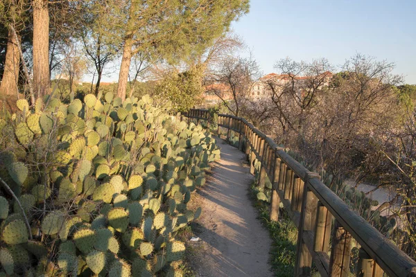 Cactus Path Dehesa Villa Park Madrid Espanha — Fotografia de Stock