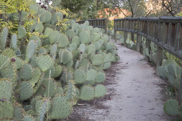 Cactus Path Dehesa Villa Park Madrid Espanha — Fotografia de Stock