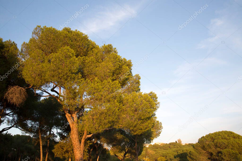 Pine Trees in Dehesa de la Villa Park; Madrid; Spain