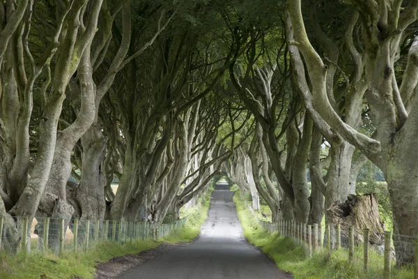 Dark Hedges, County Antrim — Stock Photo, Image