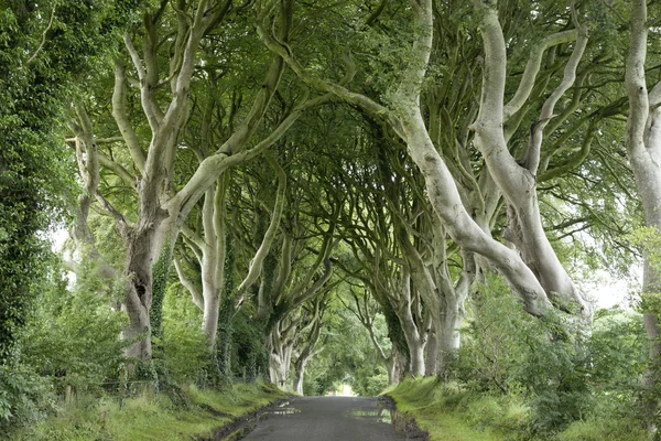 Dark Hedges, County Antrim — Stock Photo, Image