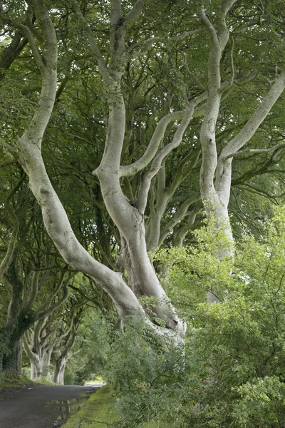 Dark Hedges, County Antrim — Stock Photo, Image