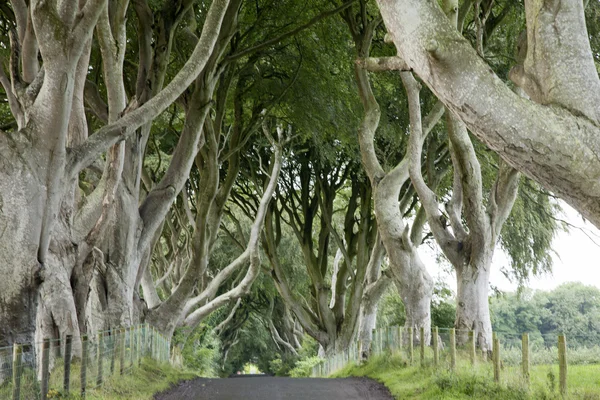 Dark Hedges, County Antrim — Stock Photo, Image