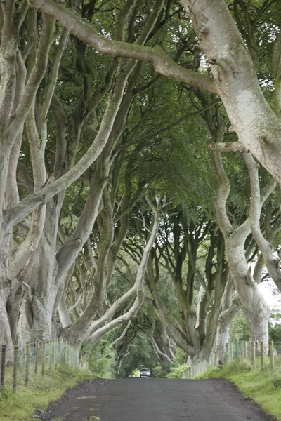 Dark Hedges, County Antrim — Stock Photo, Image