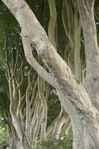 Dark Hedges, comté d'Antrim — Photo