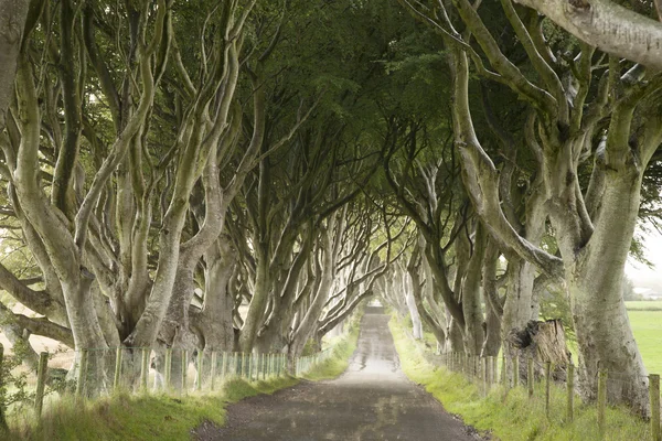 Dark Hedges, County Antrim — Stock Photo, Image