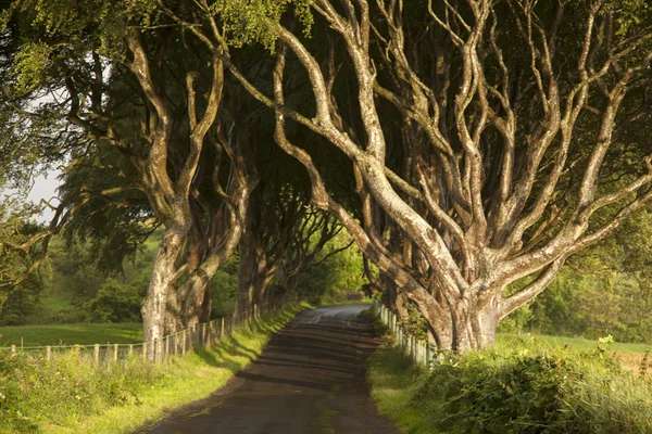 Mörka häckar, county antrim — Stockfoto