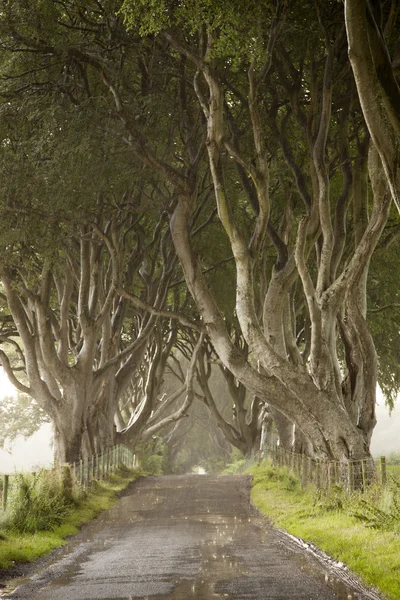 Dark Hedges, County Antrim — Stock Photo, Image