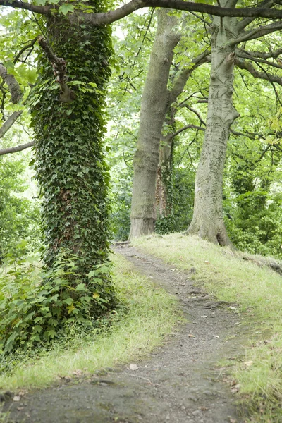 St Stephans Green Park, Dublin — Stock Photo, Image