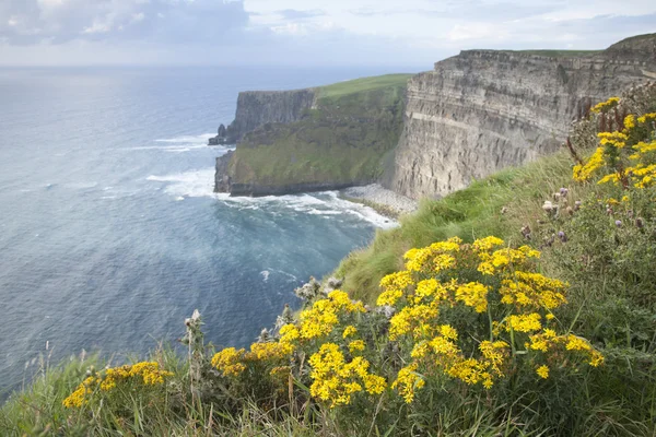 Cliffs of Moher, Clare — Stock Photo, Image