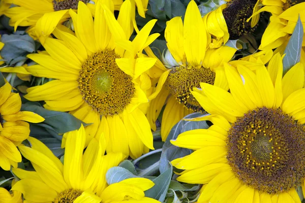 Close-up of Sunflowers — Stock Photo, Image