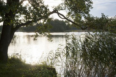 Sazlık ve uzun otların arasında göl