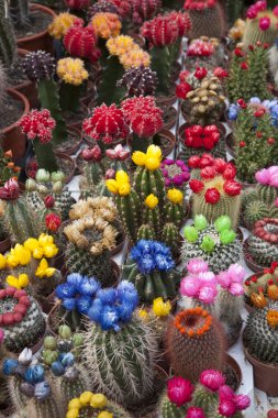 Kaktüs çiçek satış pazar ahır, Amsterdam