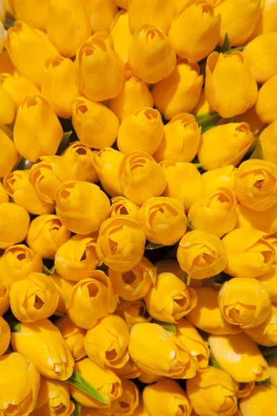 Yellow Tulips, Amsterdam — Stock Photo, Image