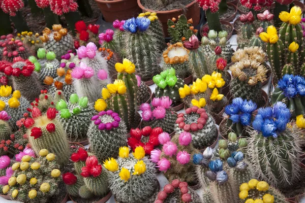 Catus Flowers on Sale in Market Stall, Amsterdam