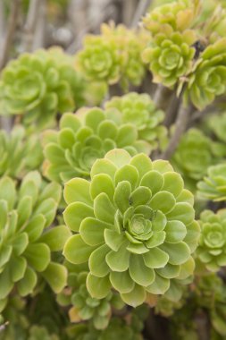 Yeşil kaktüs çiçeği