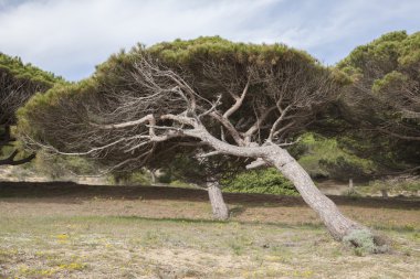 Rüzgârlı çam ağacı, Canos de Meca Beach, Cadiz, Andalusia