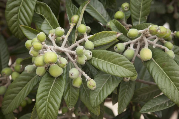 Louquat eller Medlar frukten och trädet, Formentera — Stockfoto