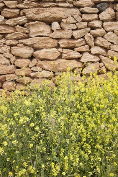 Sárga fű a Formentera kőfallal — Stock Fotó