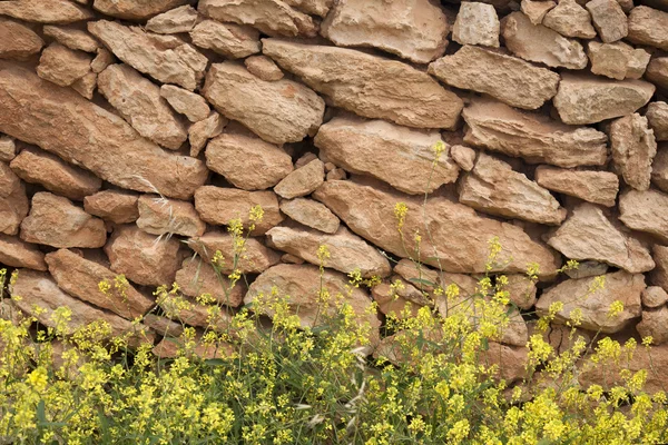 Sárga fű a Formentera kőfallal — Stock Fotó